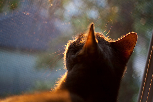 NBA球队战术执行力与比赛胜率关系研究,nba战术排名